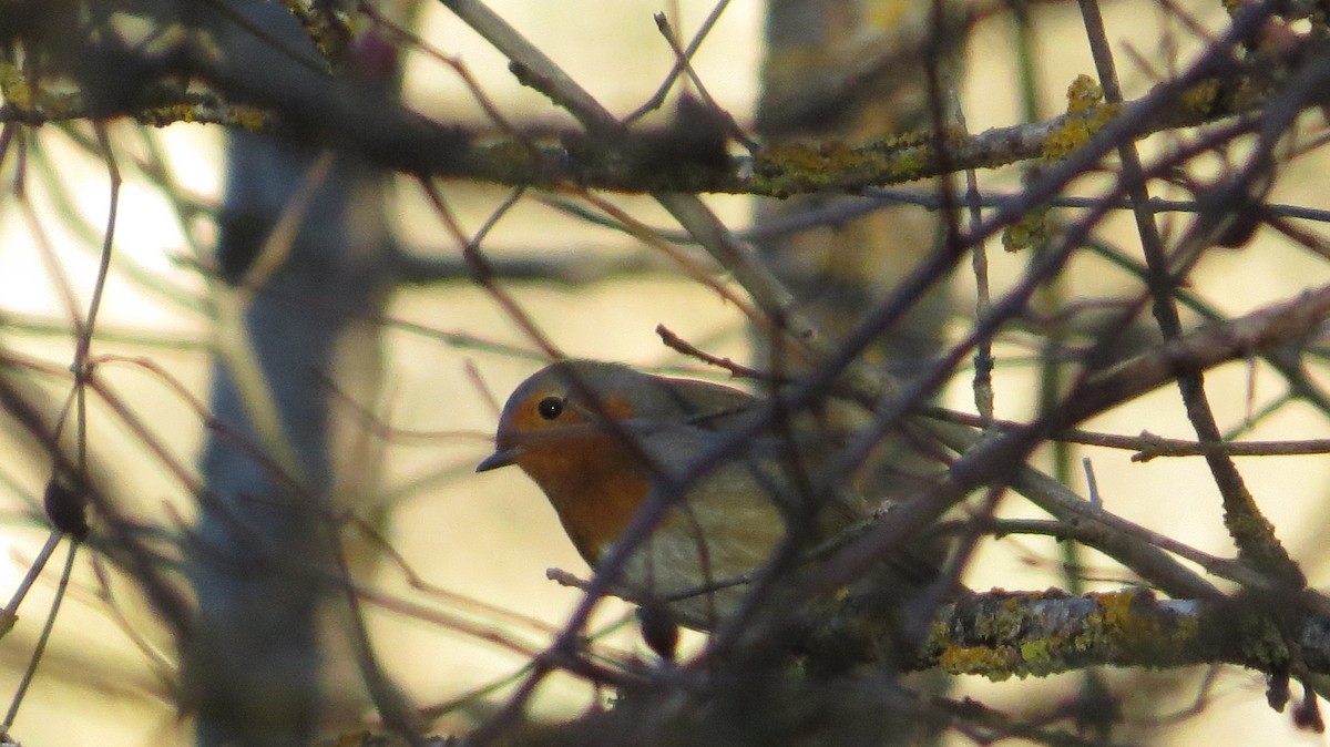 European Robin - ML644327436