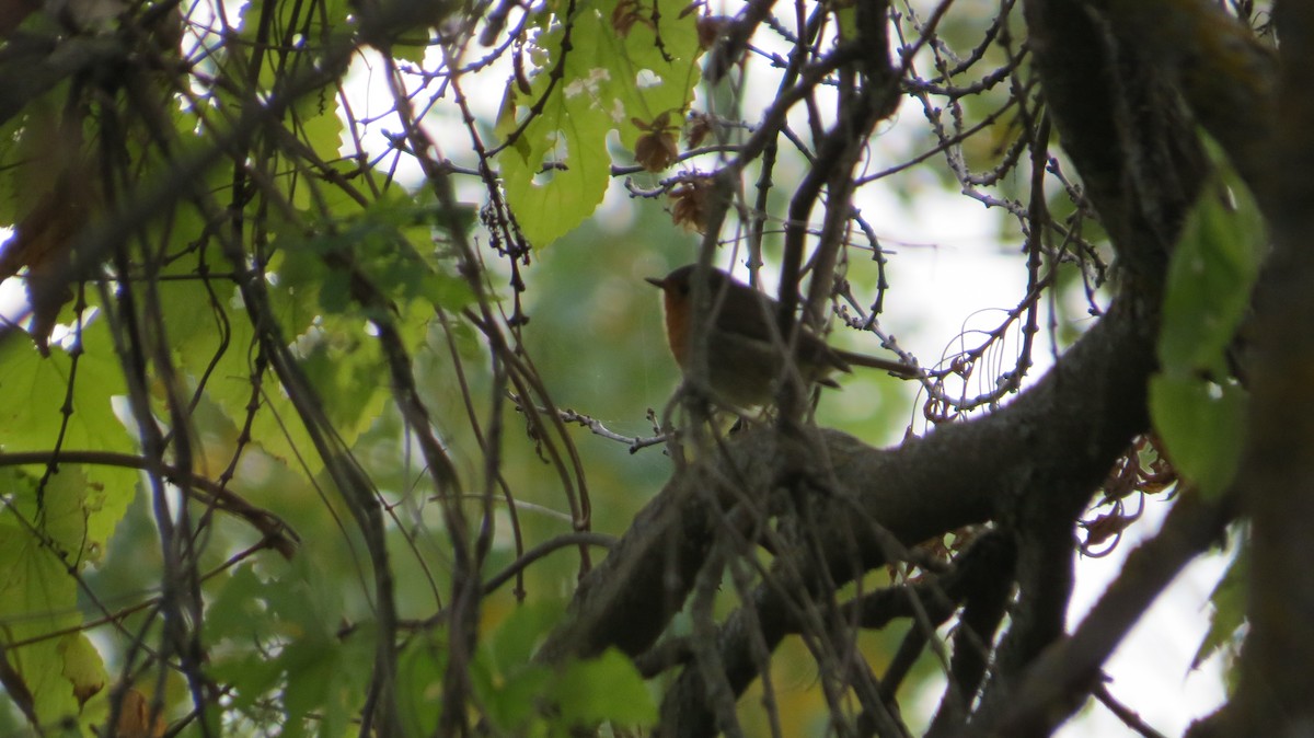 European Robin - ML644327437