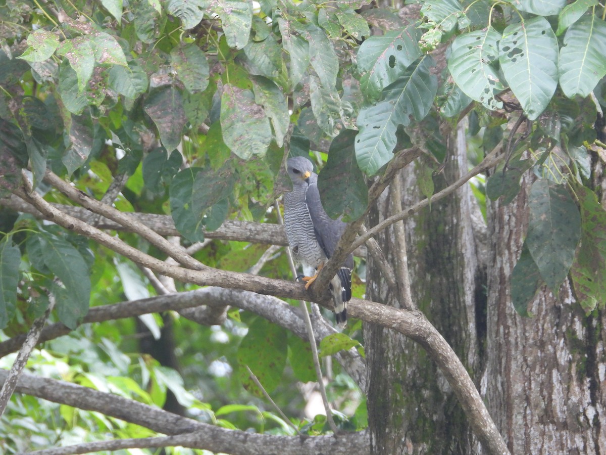 Gray Hawk - ML644327439
