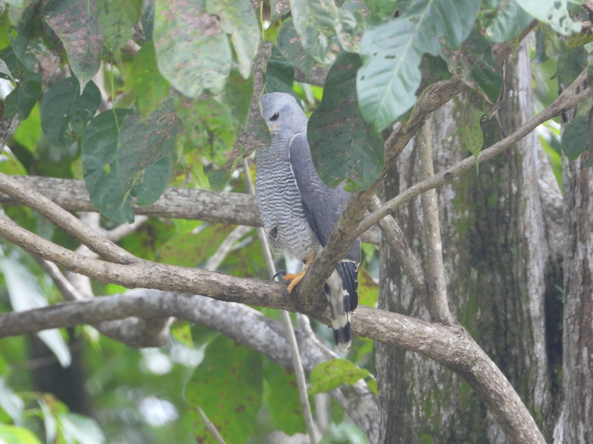 Gray Hawk - ML644327440