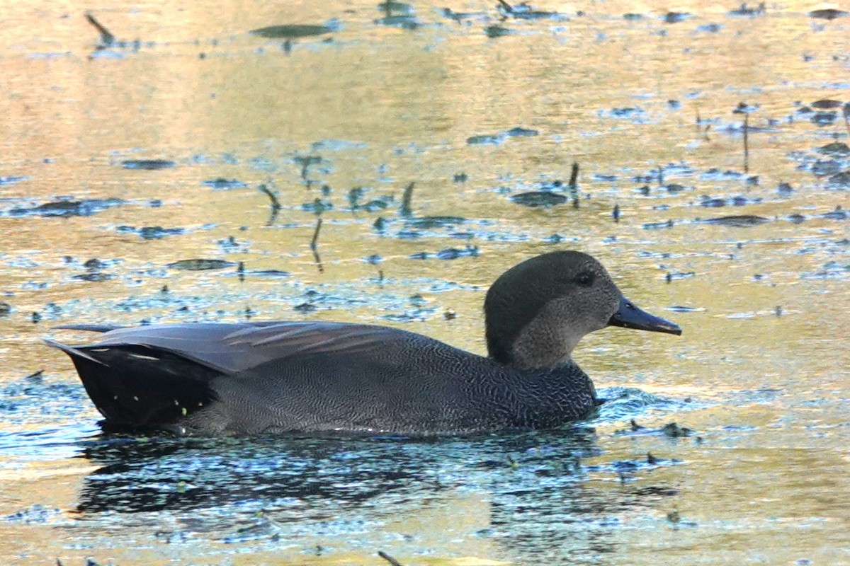 Ipar-ahatea - ML644327441