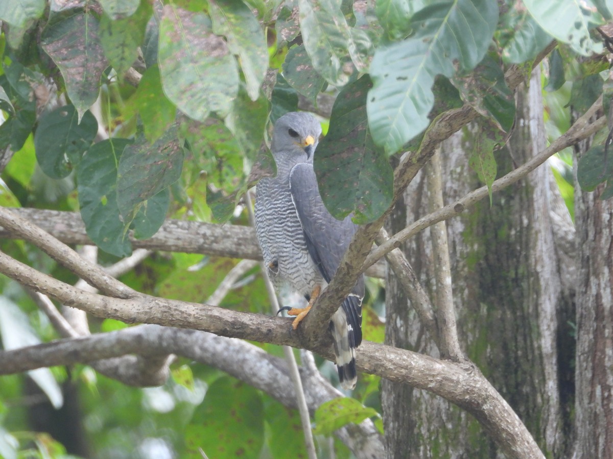 Gray Hawk - ML644327444