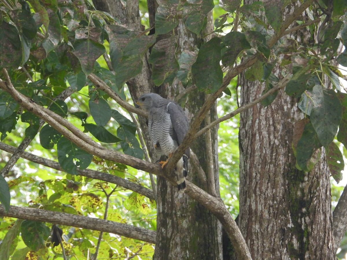 Gray Hawk - ML644327450