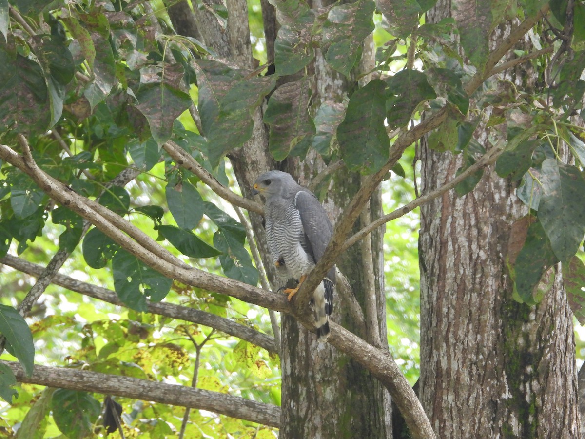 Gray Hawk - ML644327454