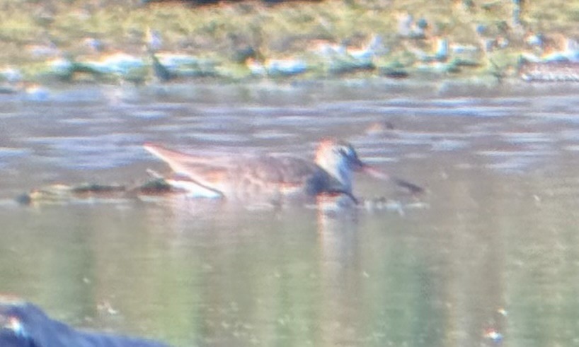 Hudsonian Godwit - ML644327458