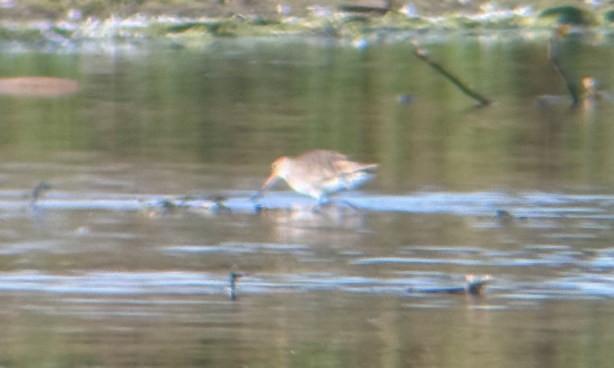 Hudsonian Godwit - ML644327459