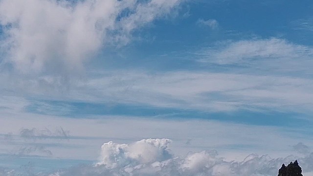 Hawaiian Hawk - ML644327474