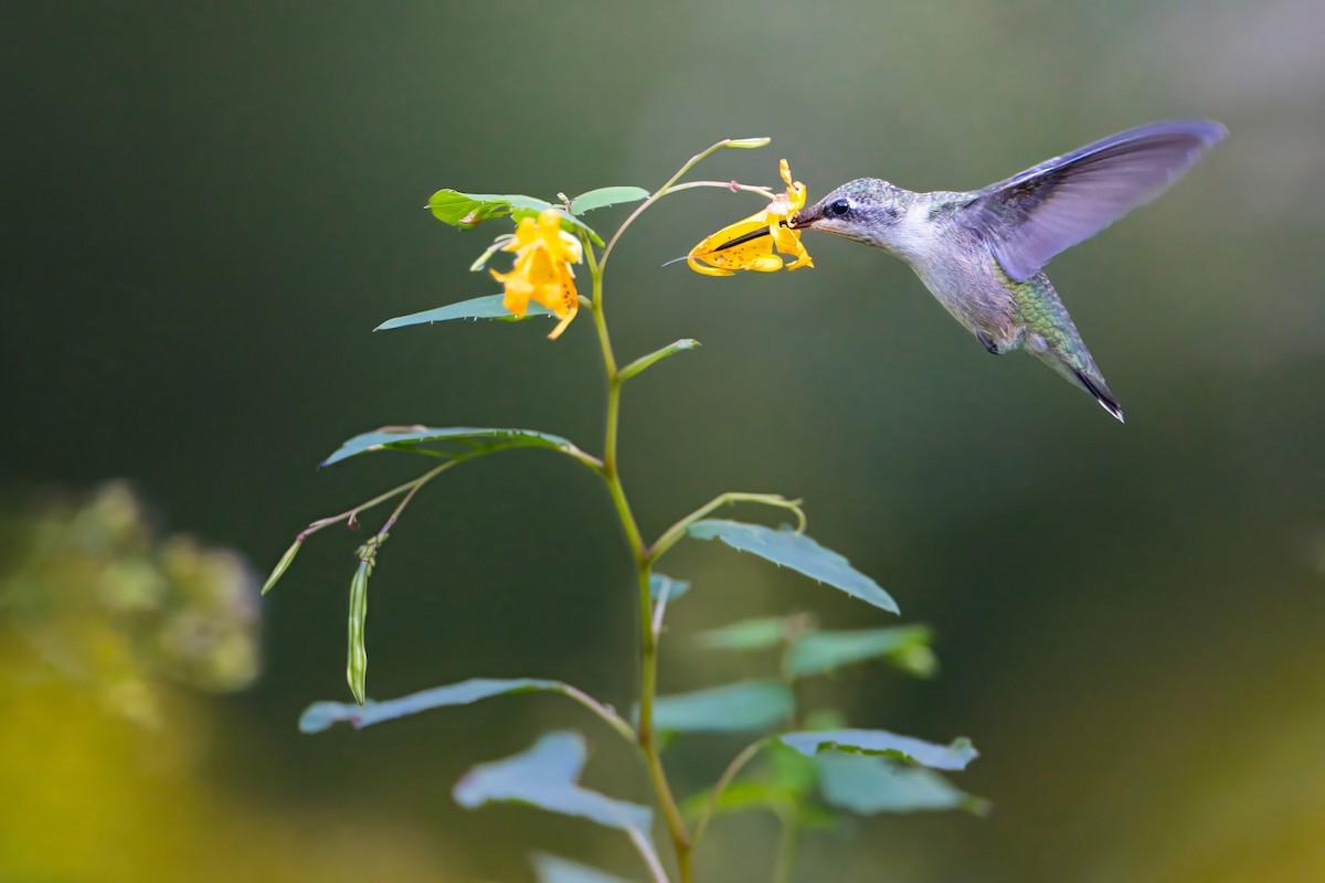 Ruby-throated Hummingbird - James Tornetta
