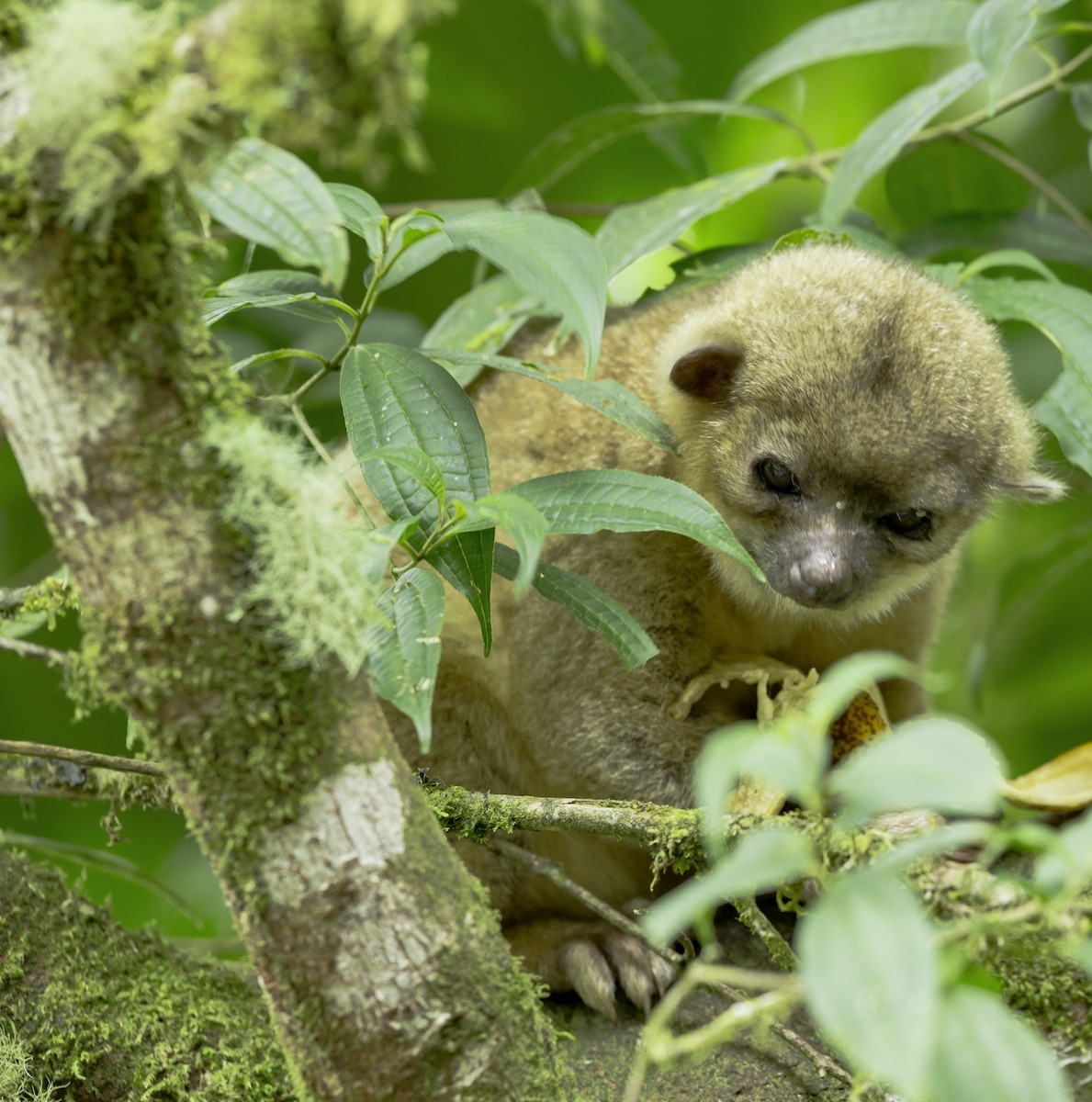 Kinkajou - ML644327485