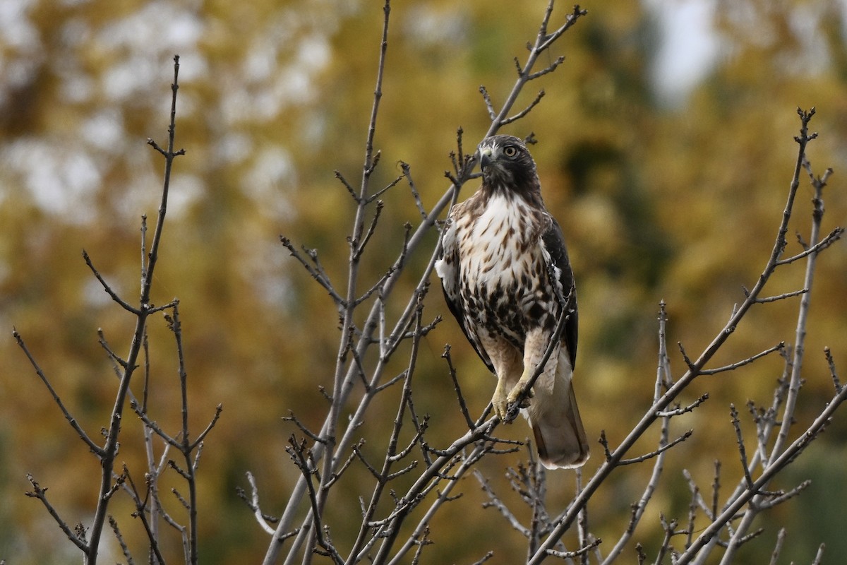 Red-tailed Hawk (abieticola) - ML644327517