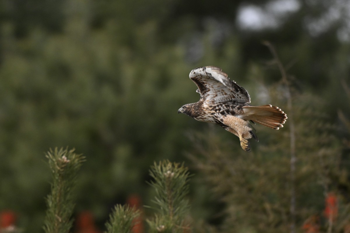Red-tailed Hawk (abieticola) - ML644327519