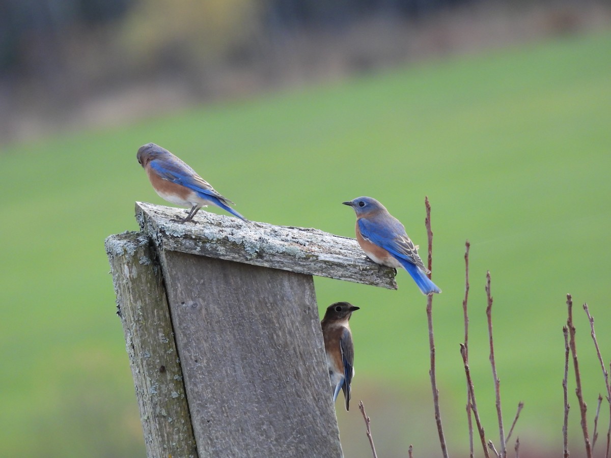 Восточная сиалия - ML644327539