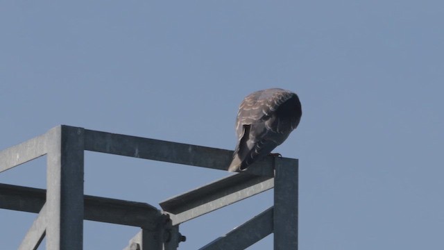 Black-winged Kite - ML644327540