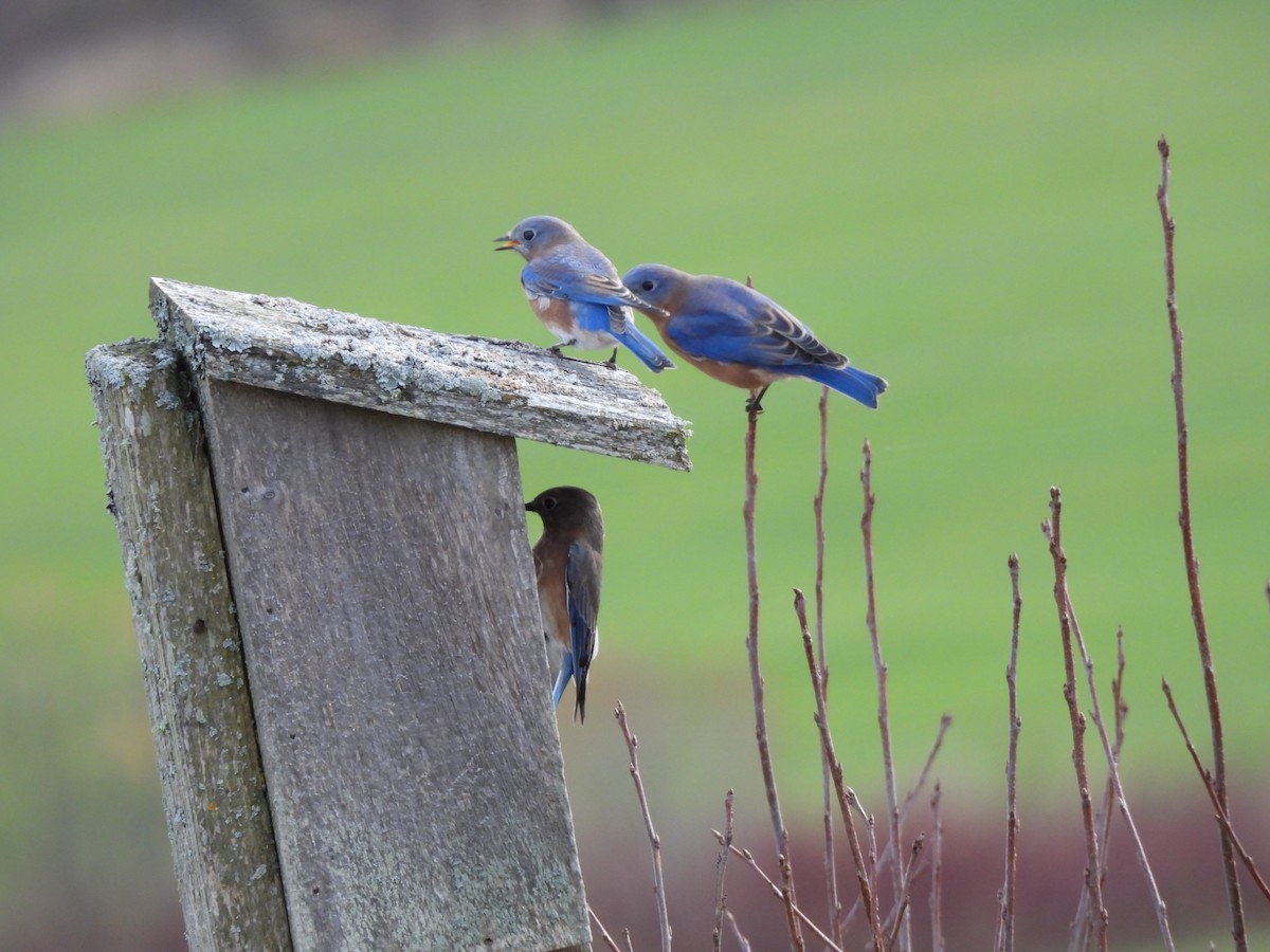 Восточная сиалия - ML644327549