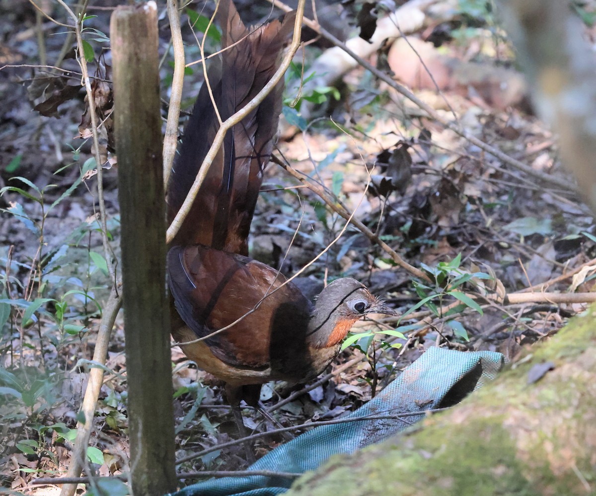 Albert's Lyrebird - ML644327577