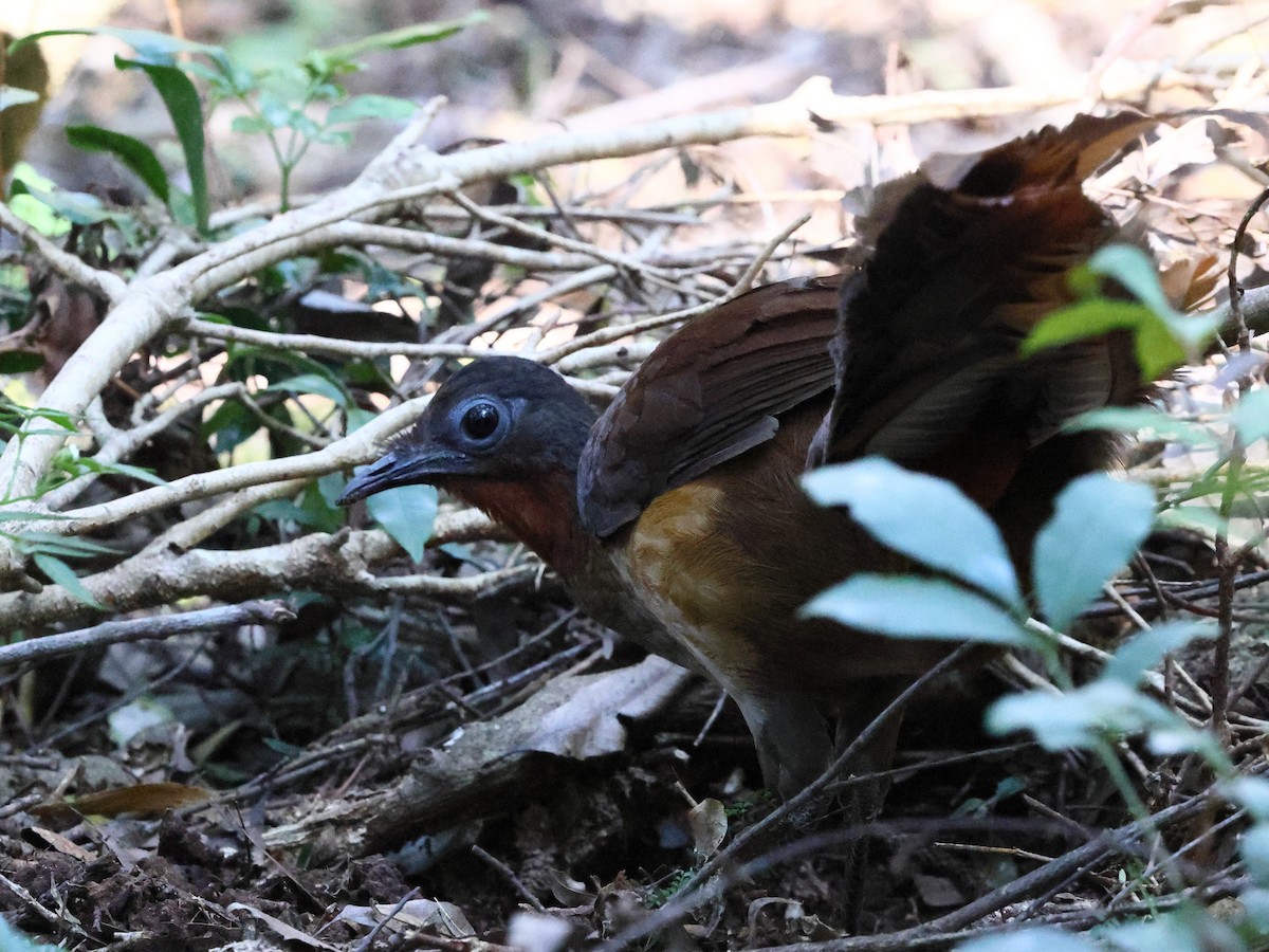 Albert's Lyrebird - ML644327595