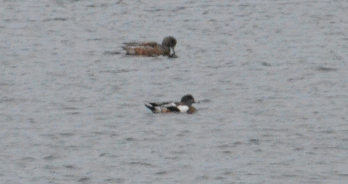 Fischione americano - ML644327599