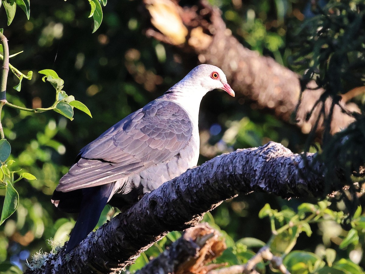 holub běloprsý - ML644327601