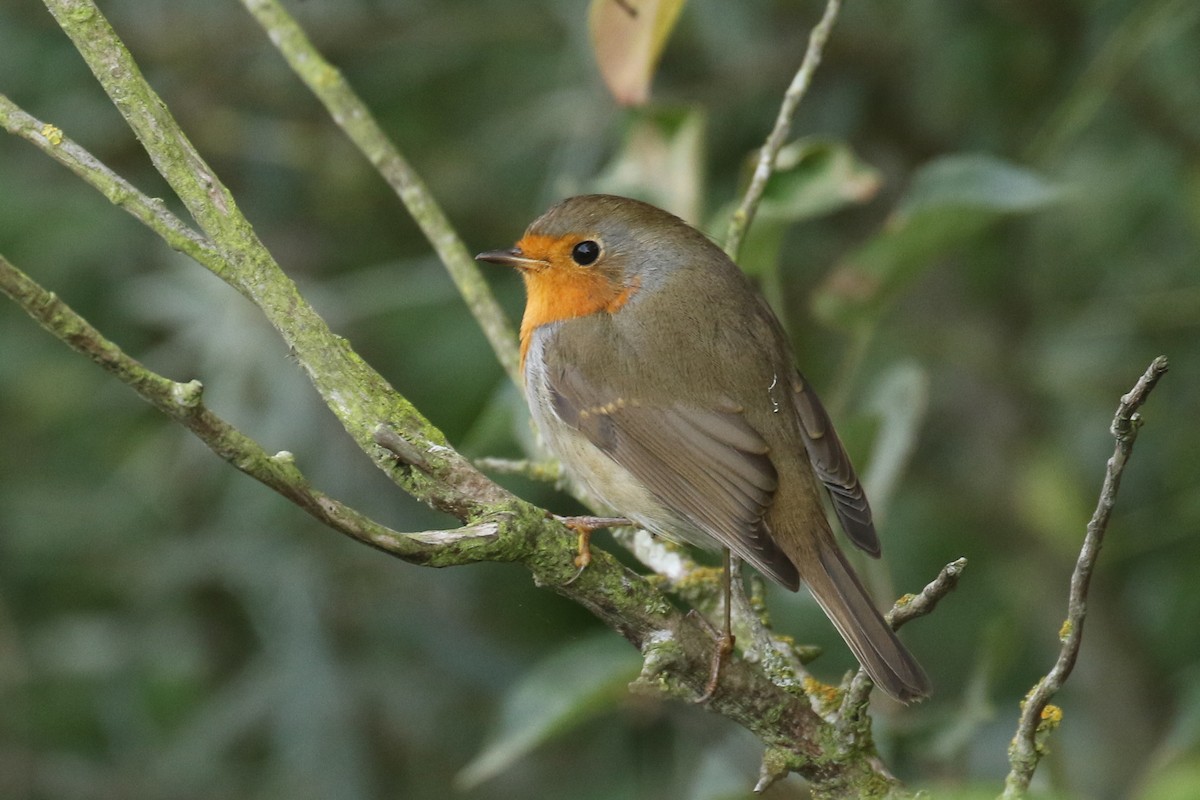 European Robin - ML644327603