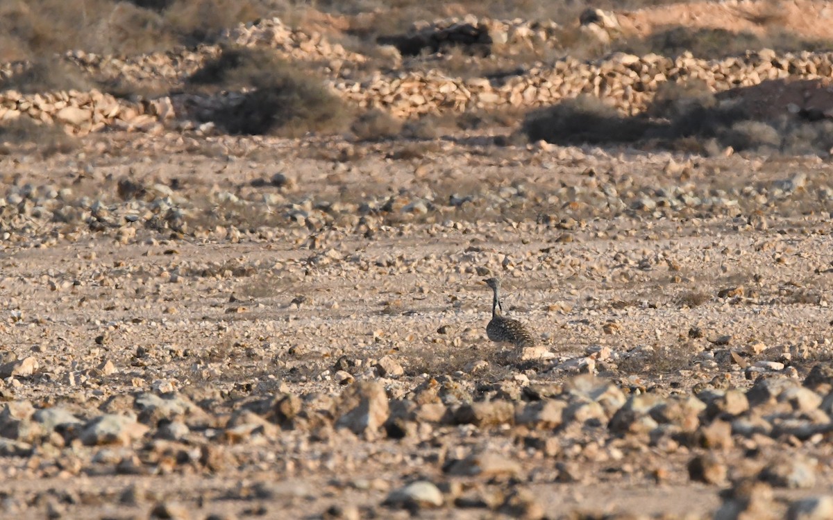 Saharakragentrappe - ML644327611