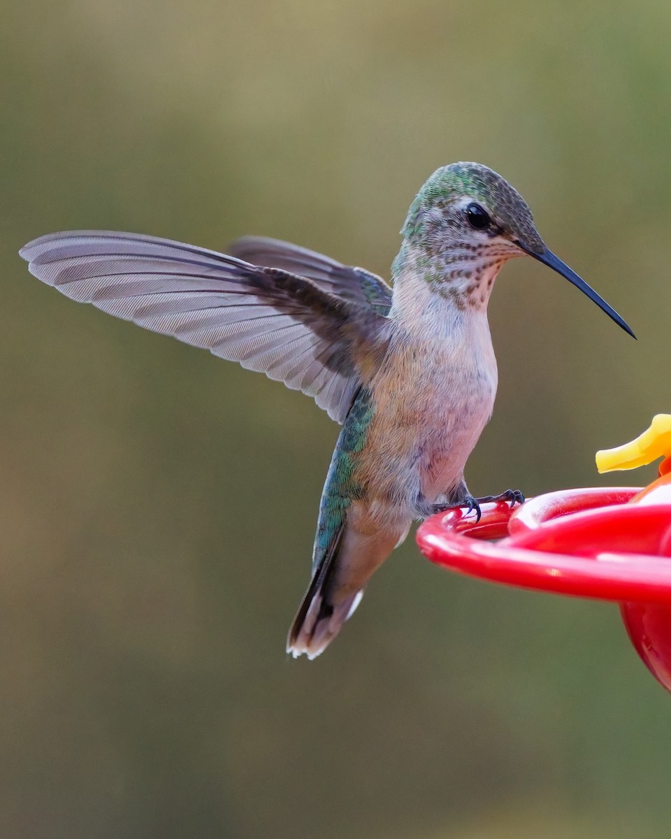 Calliope Hummingbird - ML644327620