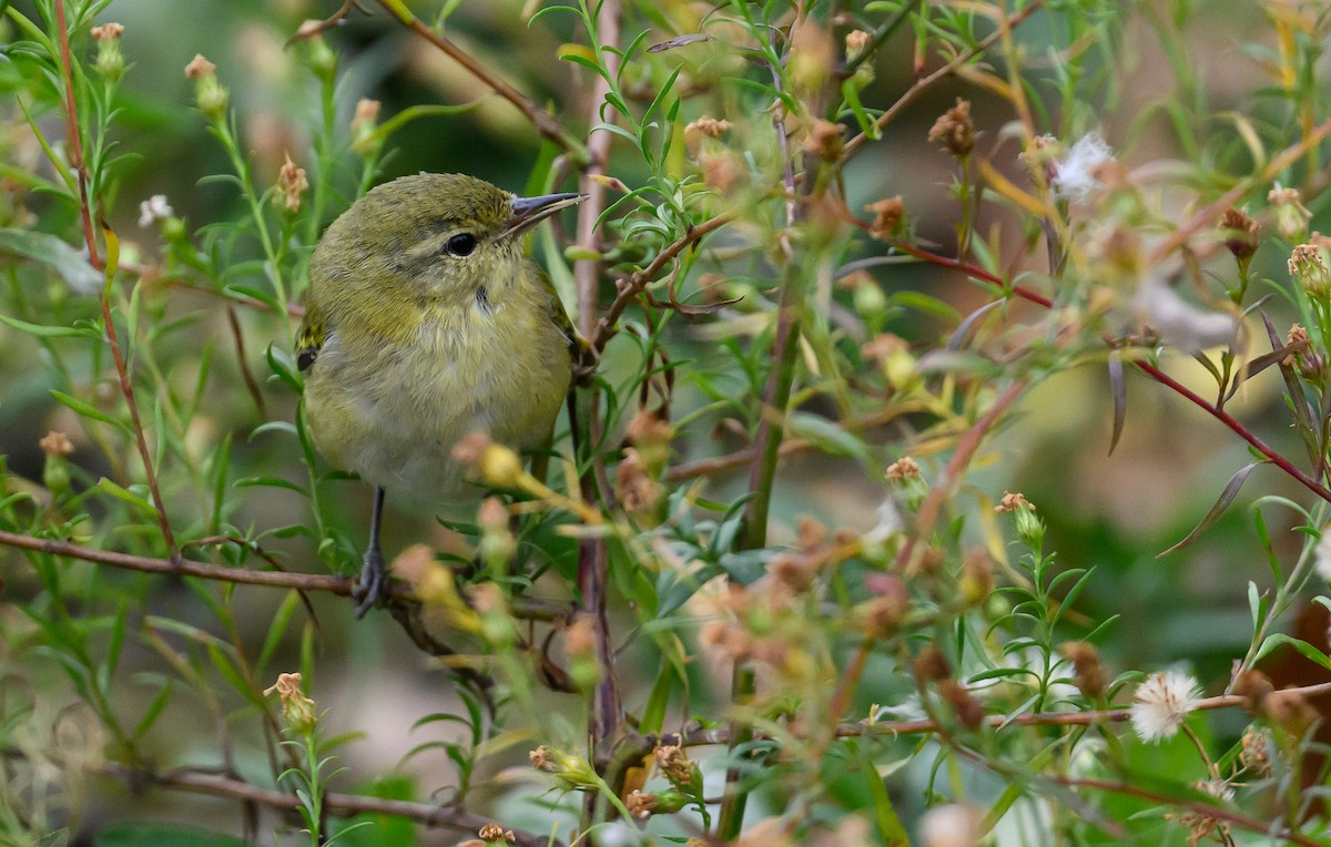 Tennessee Warbler - ML644327623