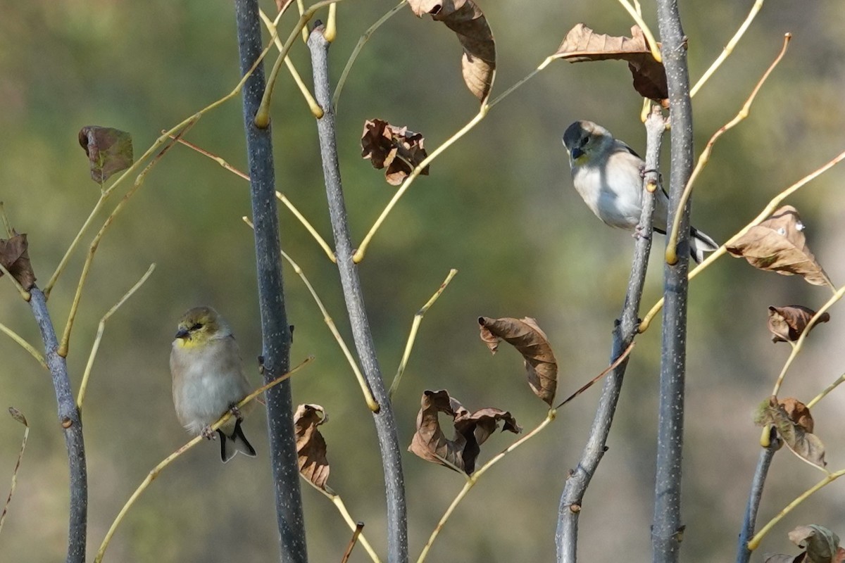 gulstillits - ML644327627