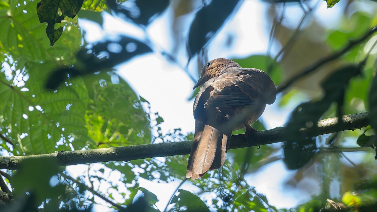 nymfegjøkdue - ML644327645