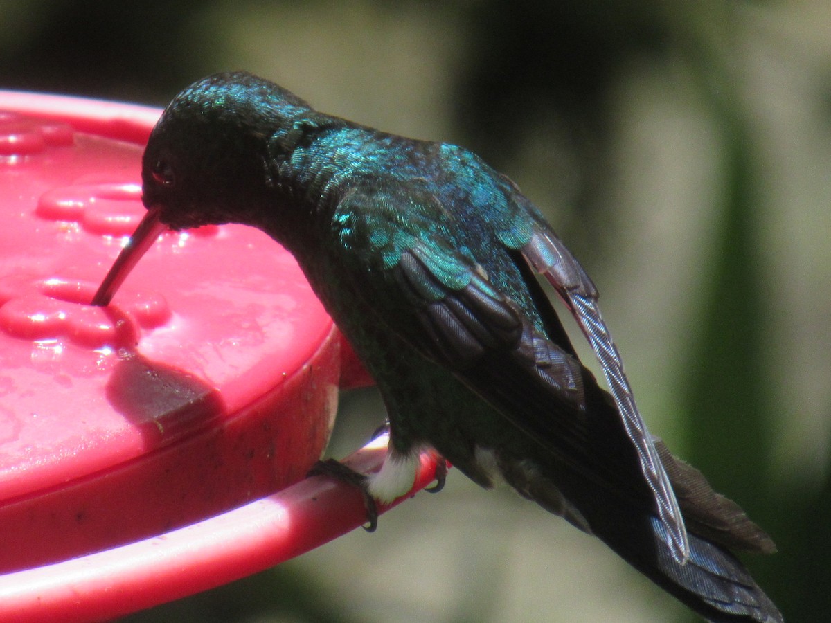 kolibrík ocelovořitý - ML644327650