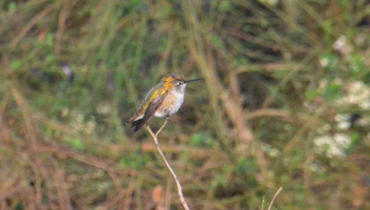 Anna's Hummingbird - ML644327651