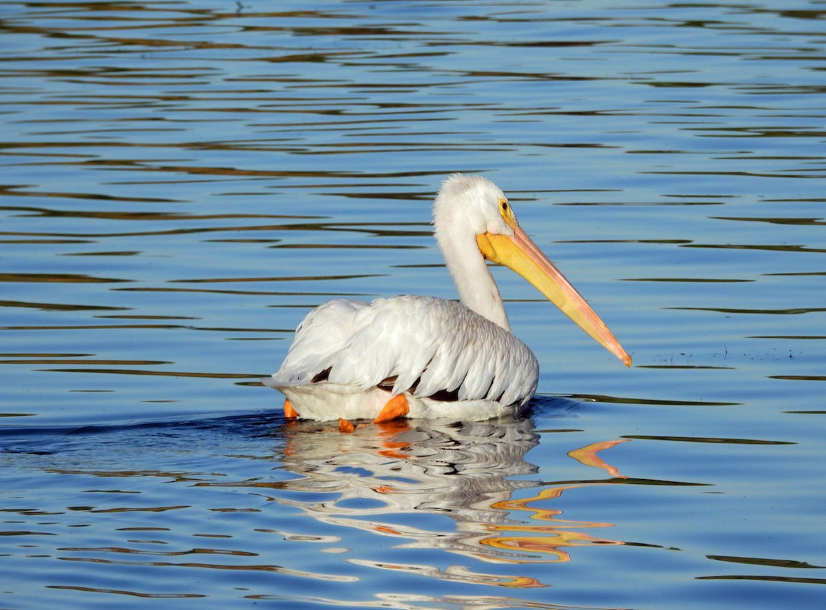 American White Pelican - ML644327653