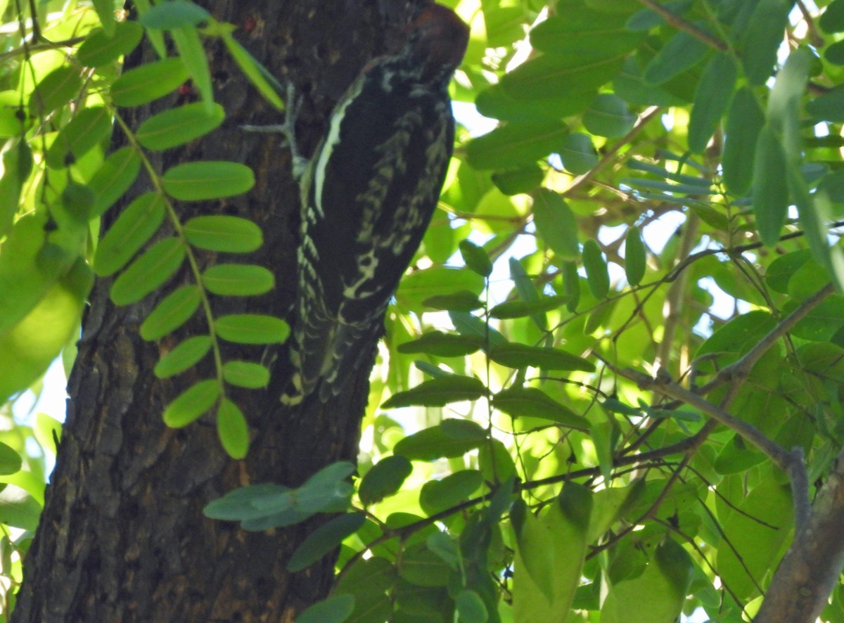 Red-breasted Sapsucker - ML644327660