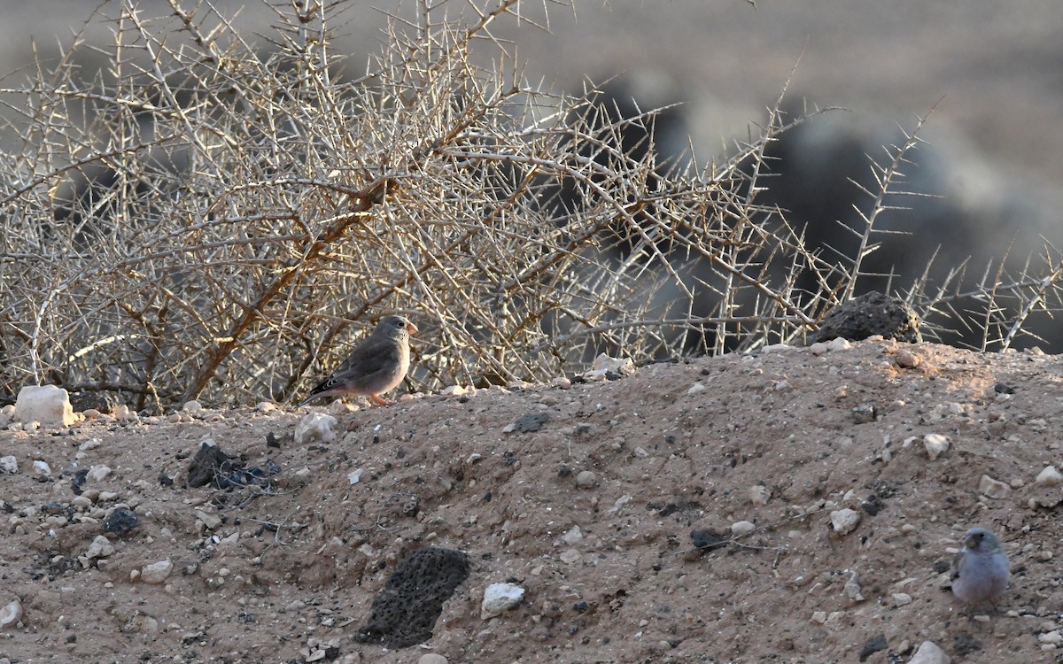 ナキマシコ - ML644327661