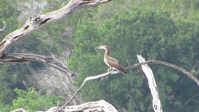 Brown Booby - ML644327673