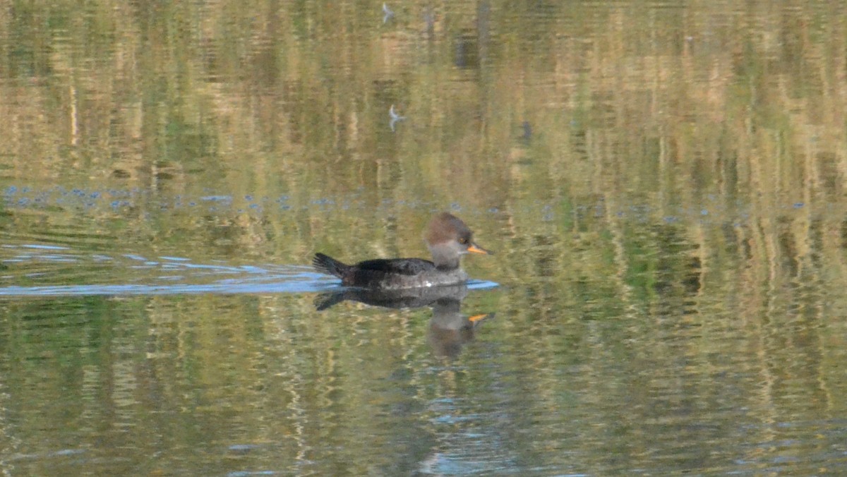 Smergo dal cappuccio - ML644327676