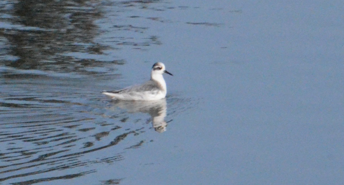 Falaropo beccolargo - ML644327679