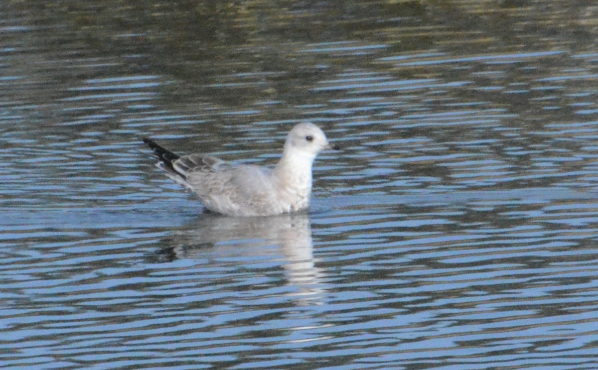 Short-billed Gull - ML644327684