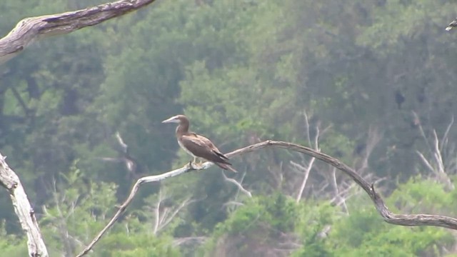 Brown Booby - ML644327685