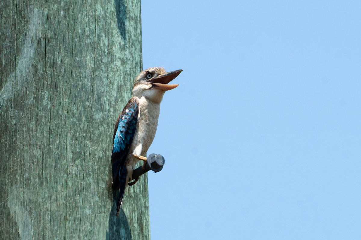 Blue-winged Kookaburra - ML644327686
