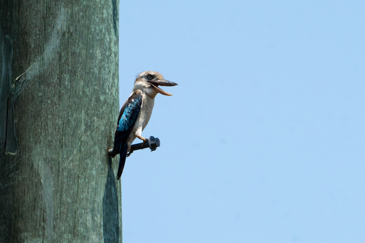 Blue-winged Kookaburra - ML644327687