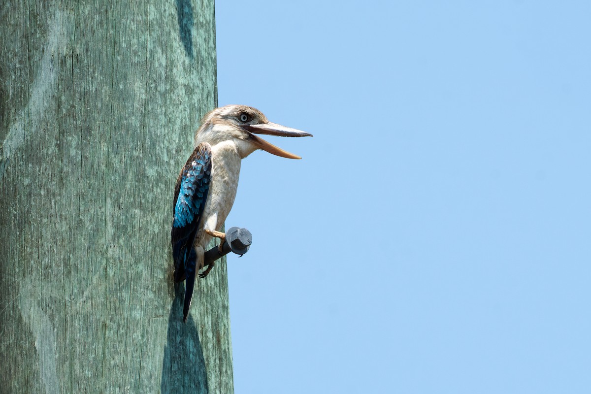 Blue-winged Kookaburra - ML644327688