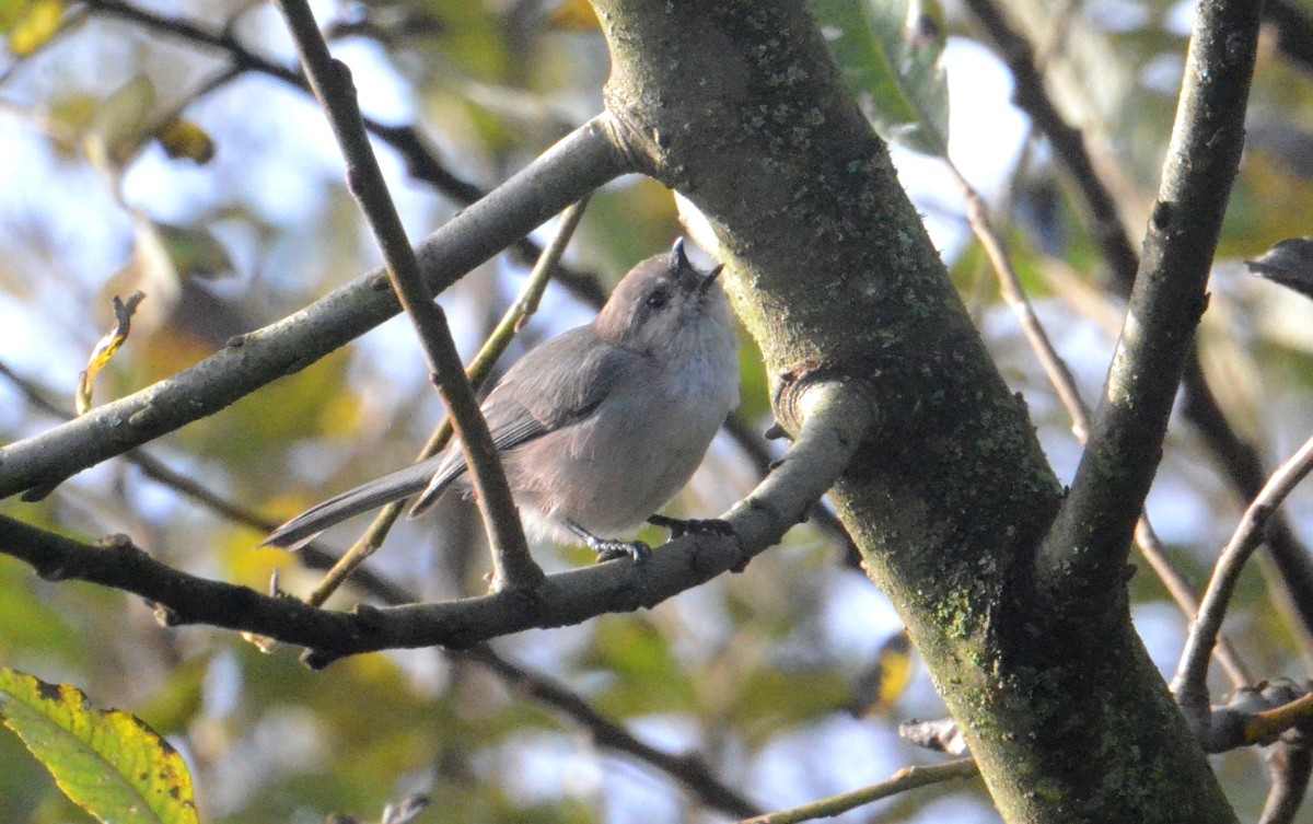 ヤブガラ - ML644327691