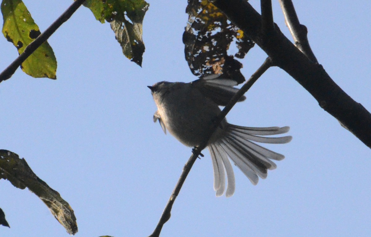 ヤブガラ - ML644327692