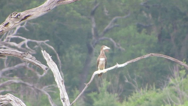 Brown Booby - ML644327699
