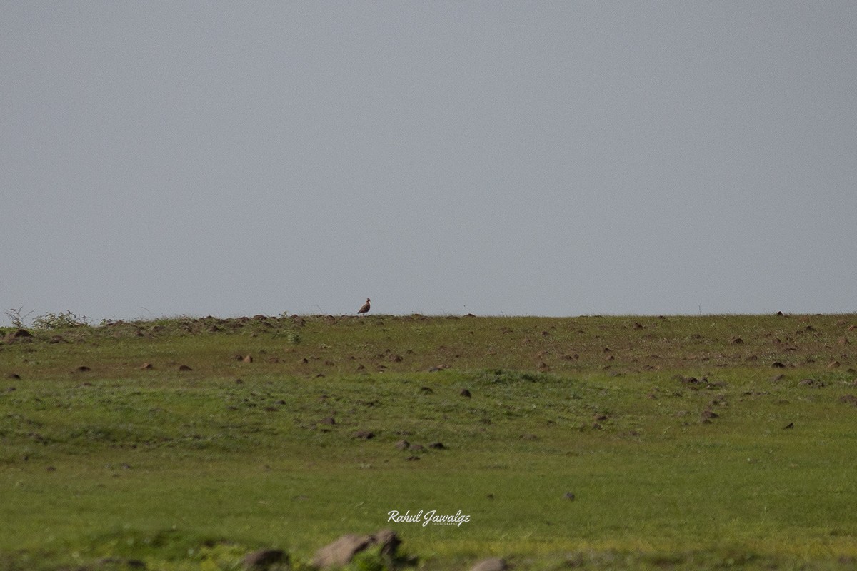 Indian Courser - ML64432771