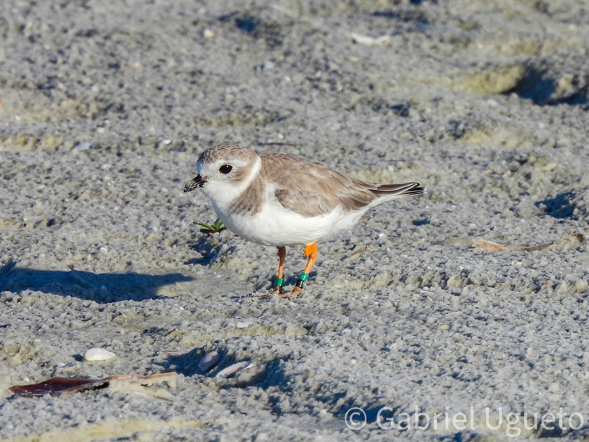 Flötenregenpfeifer - ML644327719