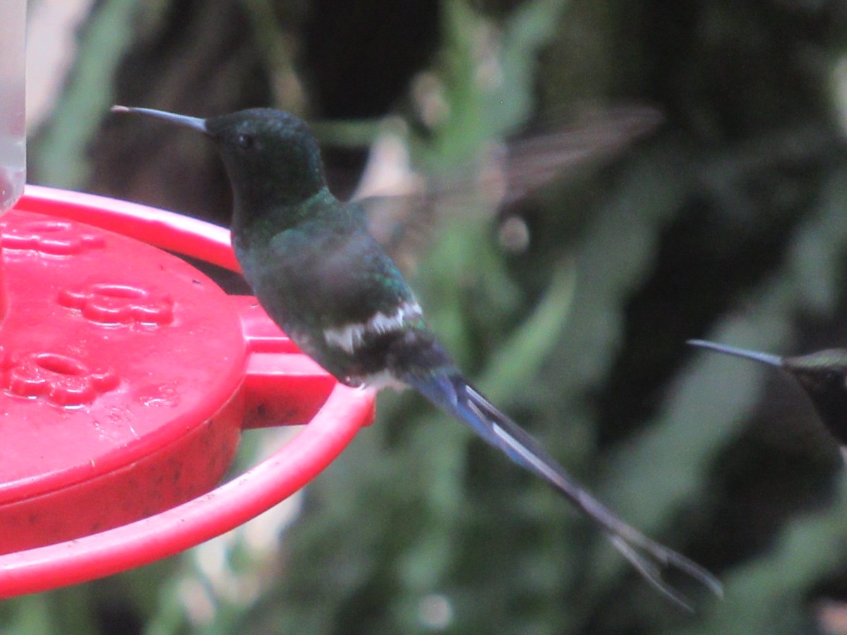 Yeşil Telkuyruk - ML644327721