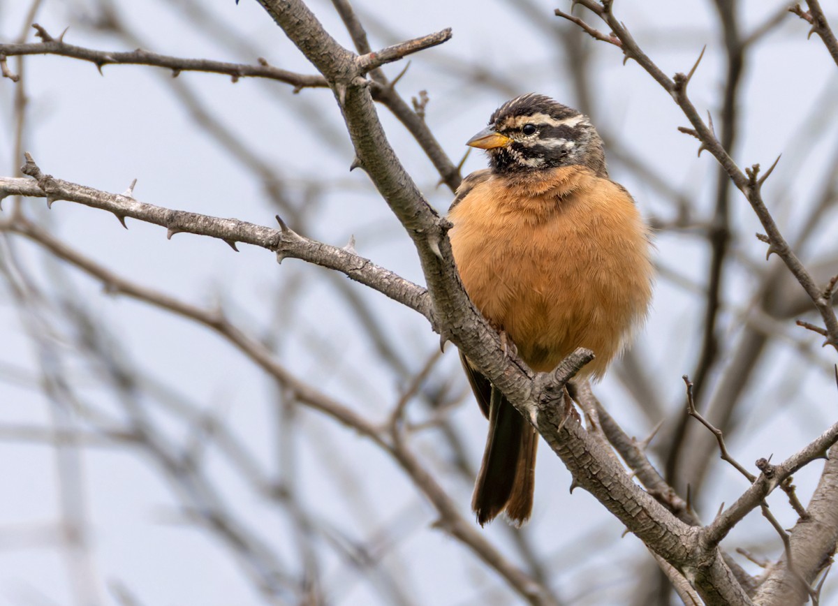 Cinnamon-breasted Bunting - ML644327725