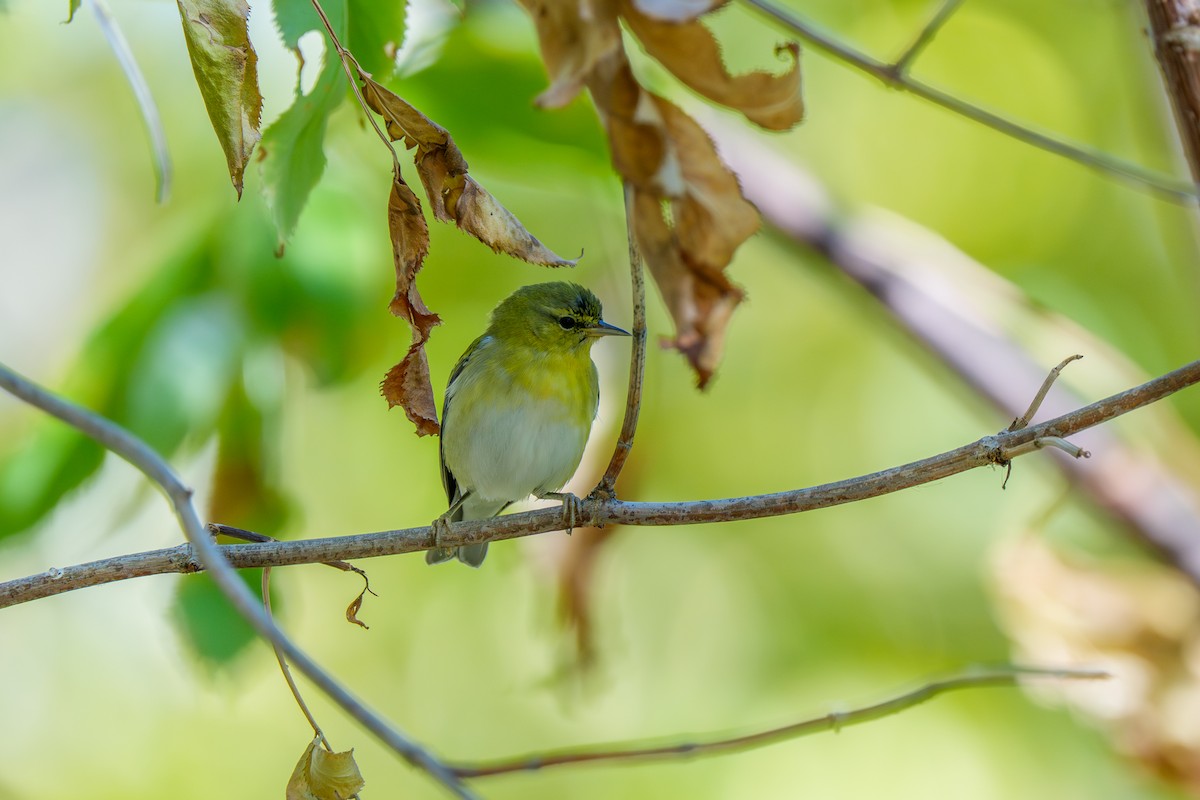 Tennessee Warbler - ML644327733