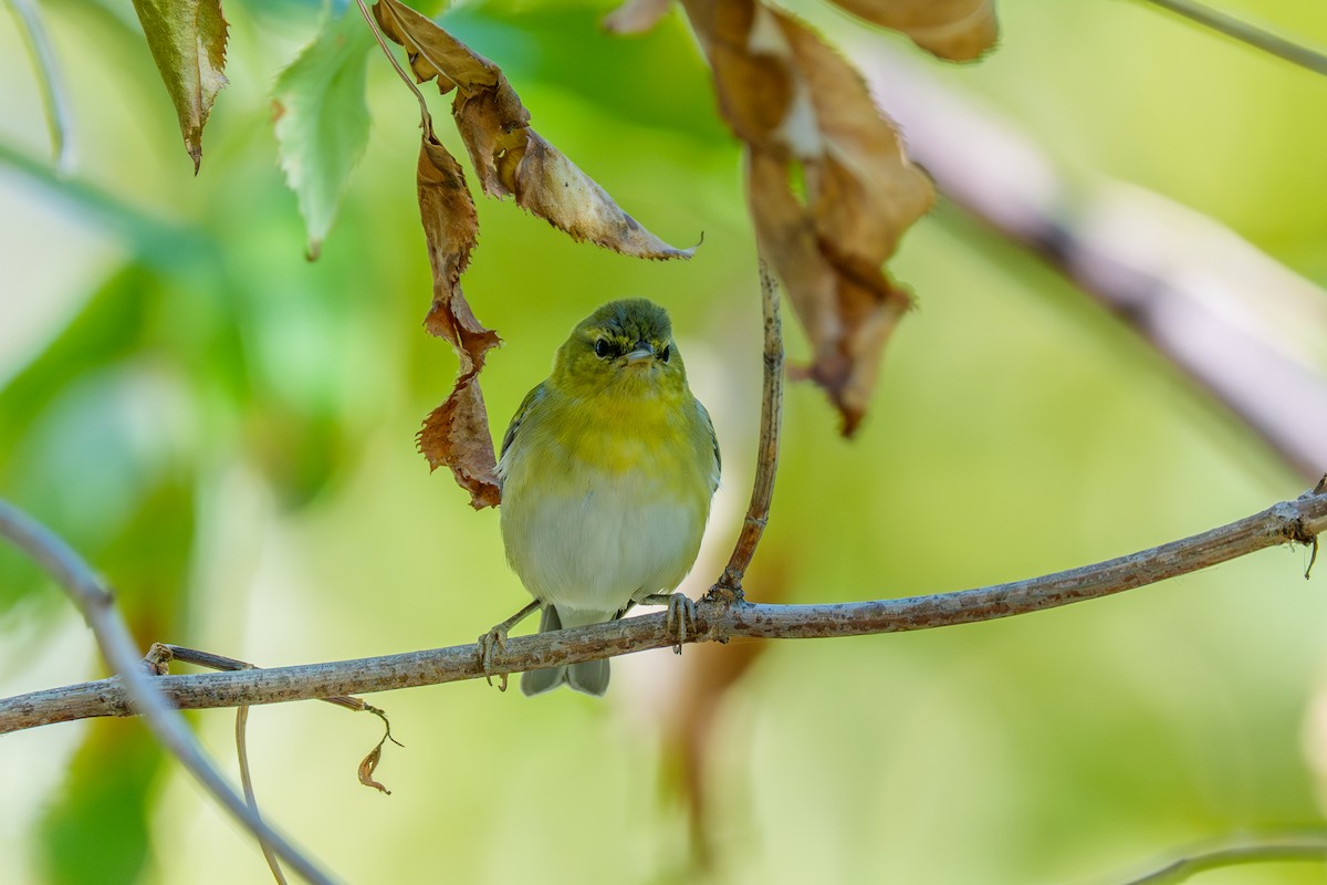 Tennessee Warbler - ML644327734